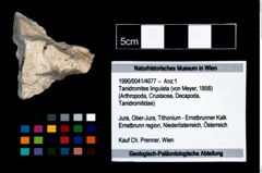 Foto (Objekt + Etikett) von Tanidromites lingulata (von Meyer, 1858)  (NHMW-GEO-1990-0041-4677)